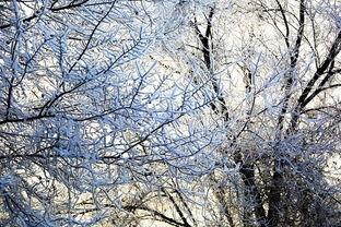 满城静待梨花开